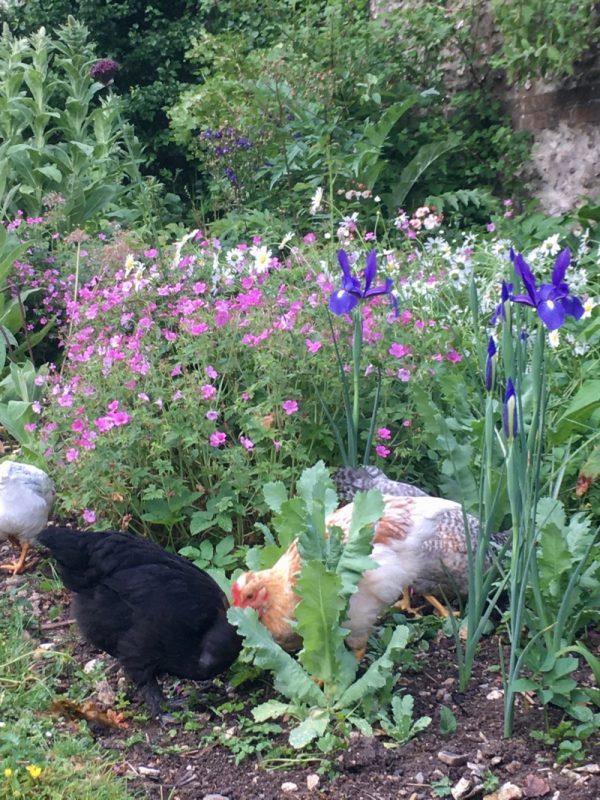 The Pauper’s Cookbook and The Country Kitchen, china, compost heaps ...